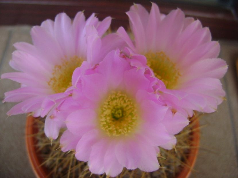 Acanthocalycium spiniflorum f. violaceum - Cactusi 2017 bis
