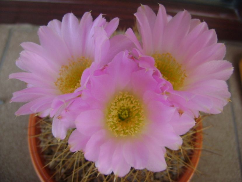 Acanthocalycium spiniflorum f. violaceum - Cactusi 2017 bis