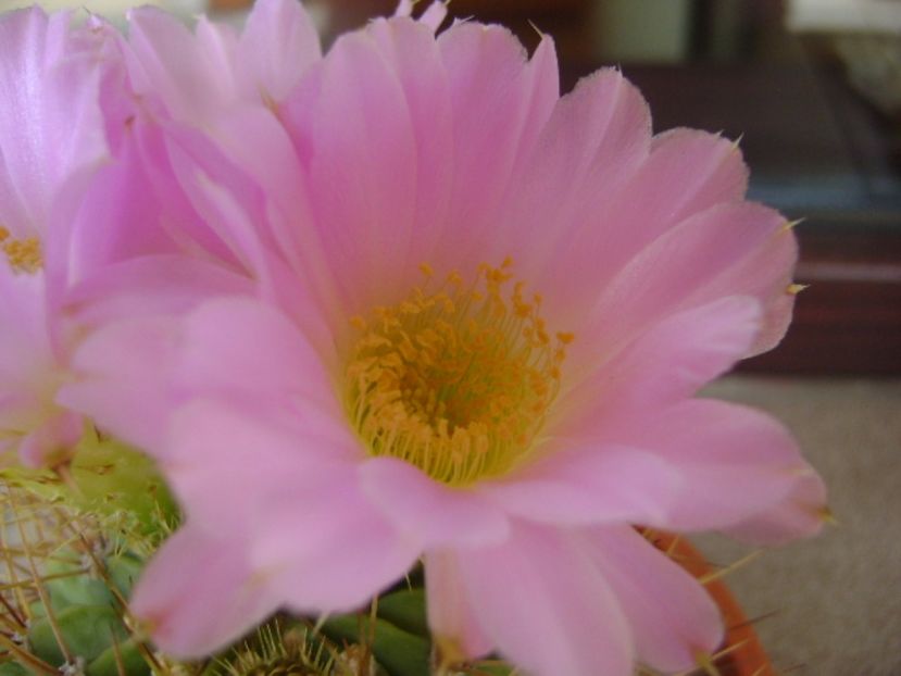 Acanthocalycium spiniflorum f. violaceum - Cactusi 2017 bis