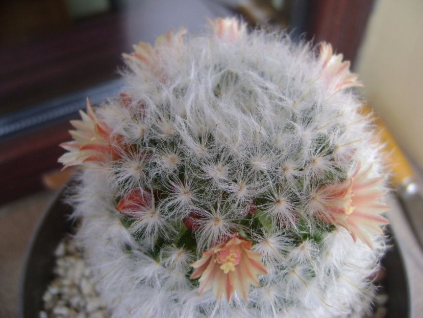 Mammillaria bocasana cv. multilanata - Cactusi 2017 bis