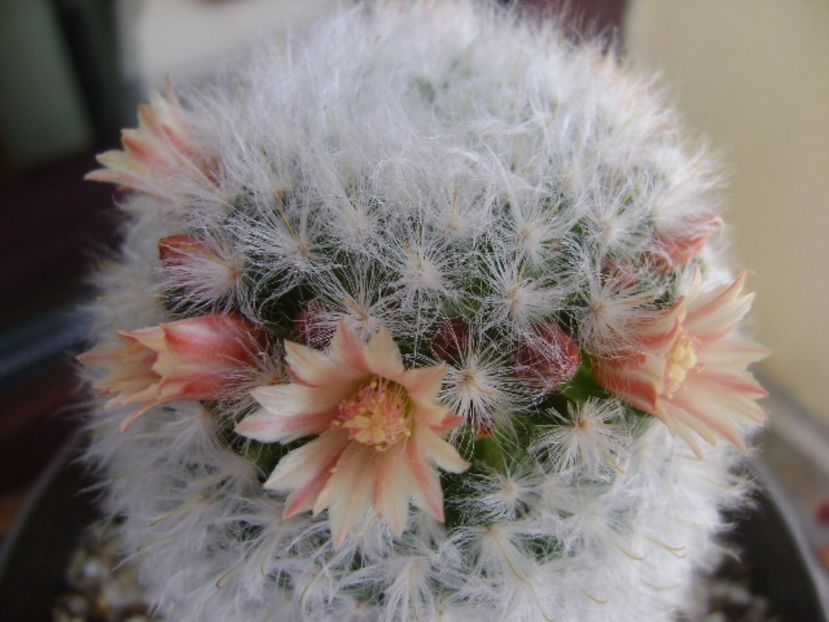 Mammillaria bocasana cv. multilanata - Cactusi 2017 bis