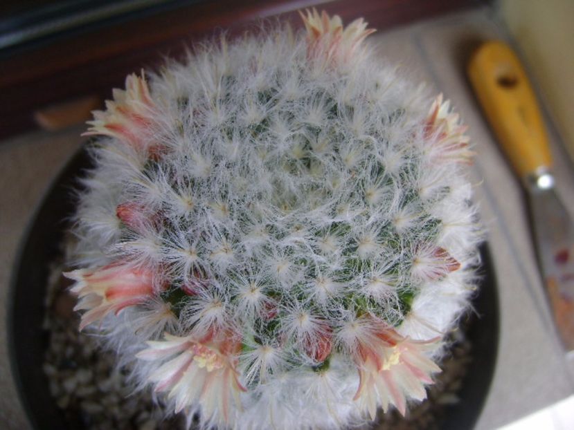 Mammillaria bocasana cv. multilanata - Cactusi 2017 bis
