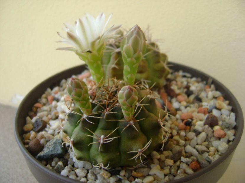 Gymnocalycium damsii v. tucavocense - Cactusi 2017 Gymnocalycium