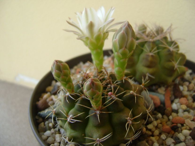 Gymnocalycium damsii v. tucavocense - Cactusi 2017 Gymnocalycium