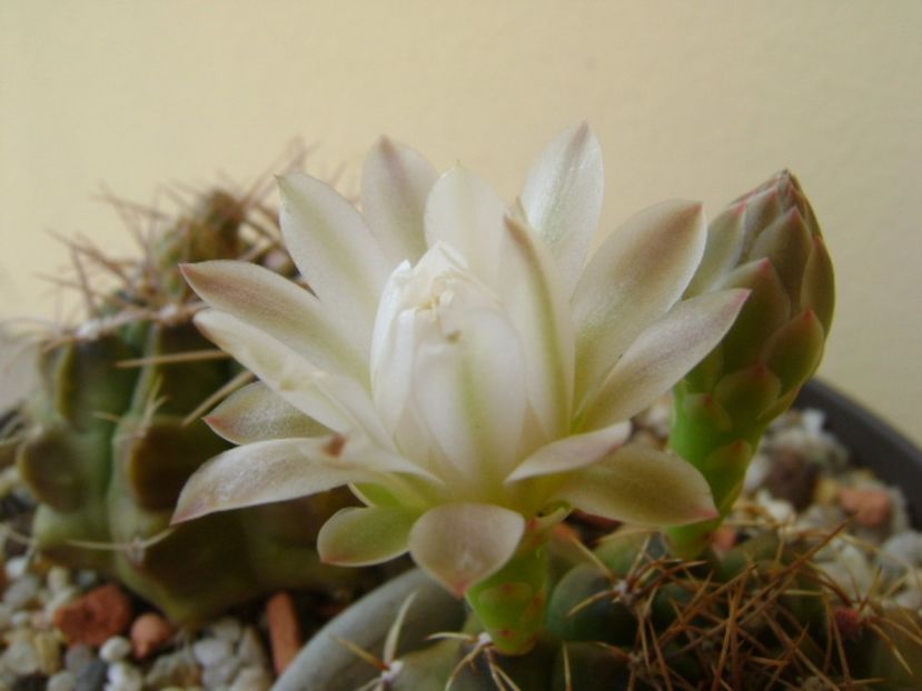 Gymnocalycium damsii v. tucavocense - Cactusi 2017 Gymnocalycium