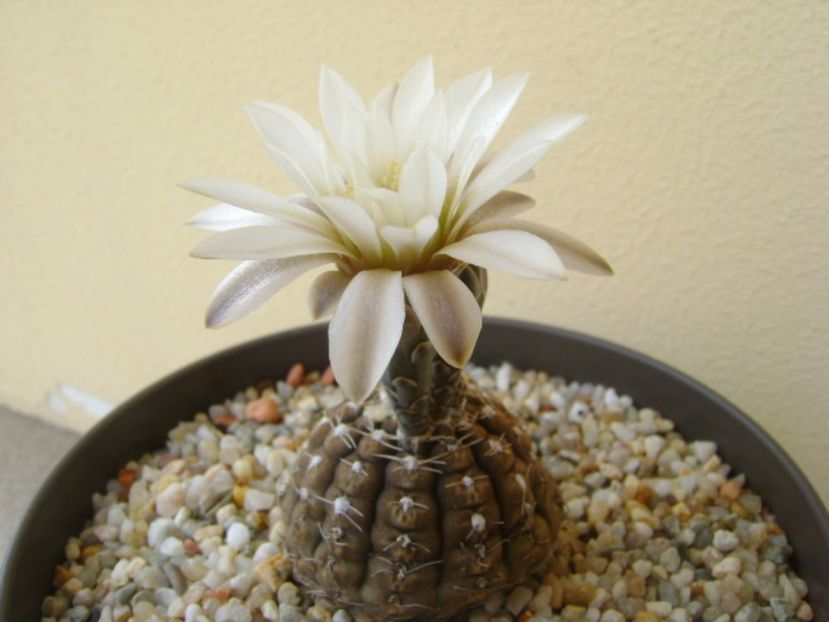 Gymnocalycium ragonesei - Cactusi 2017 Gymnocalycium