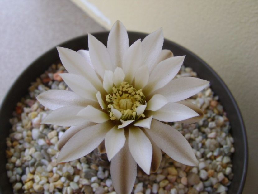 Gymnocalycium ragonesei - Cactusi 2017 Gymnocalycium