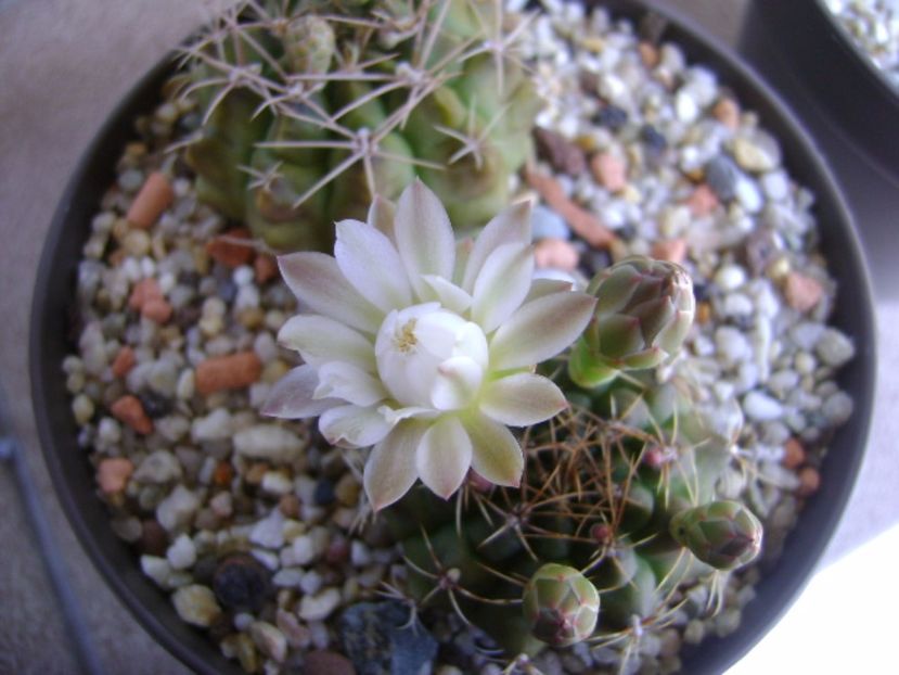 Gymnocalycium damsii v. tucavocense - Cactusi 2017 Gymnocalycium