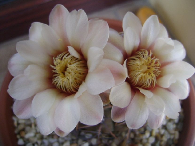 Gymnocalycium ochoterenae v. cinereum - Cactusi 2017 Gymnocalycium