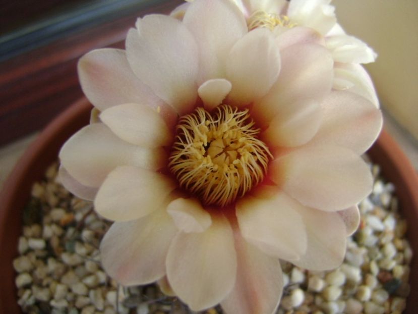 Gymnocalycium ochoterenae v. cinereum - Cactusi 2017 Gymnocalycium
