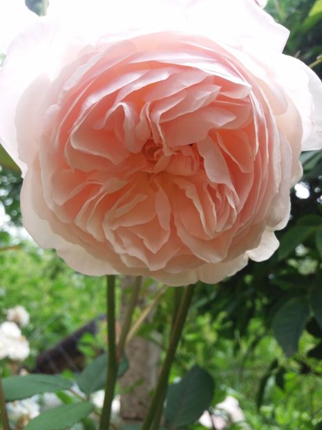  - A Shropshire lad
