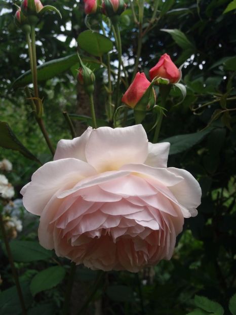  - A Shropshire lad