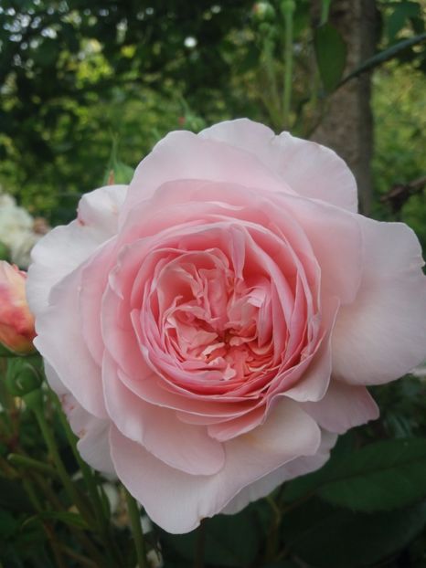  - A Shropshire lad