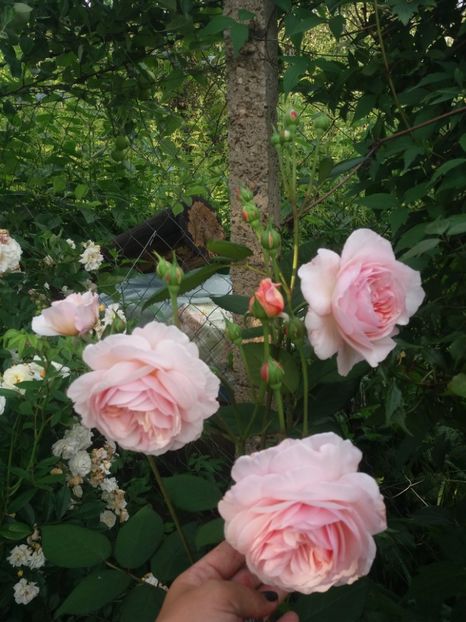  - A Shropshire lad