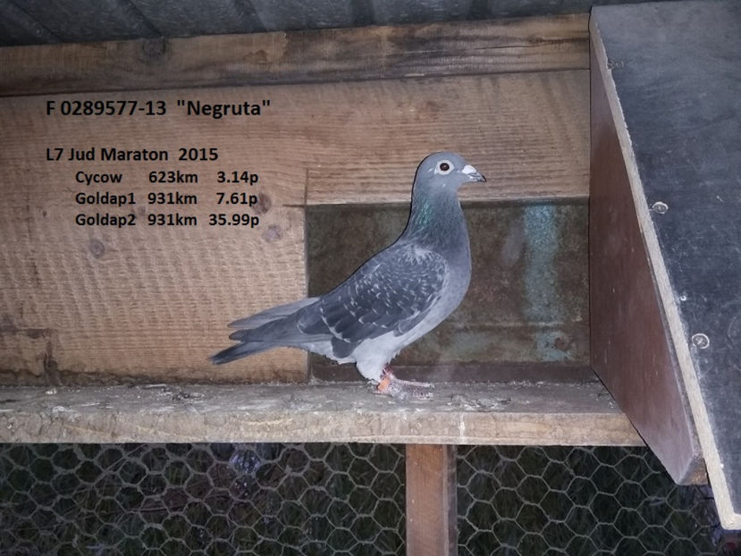 F Lazar Catalin - Negruta - MATCA 2017