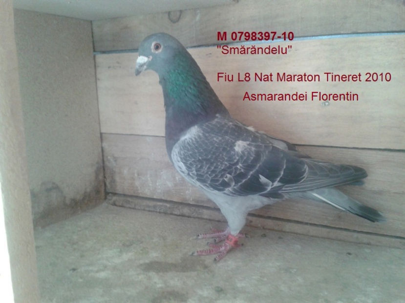 M Asmarandei Florentin - Smarandelu - MATCA 2017