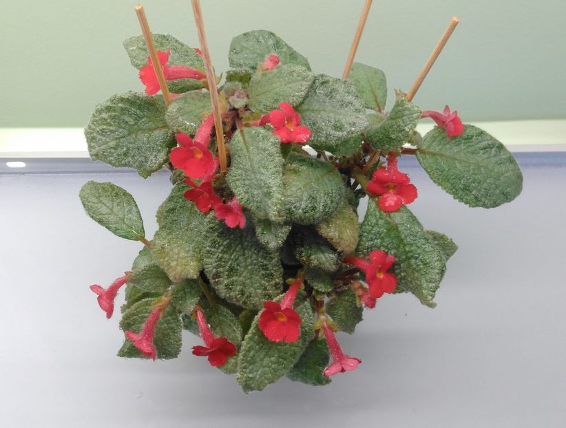 Flori Episcia Lemon Zest - 00 - provizoriu