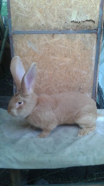  - M 3-produs propriu