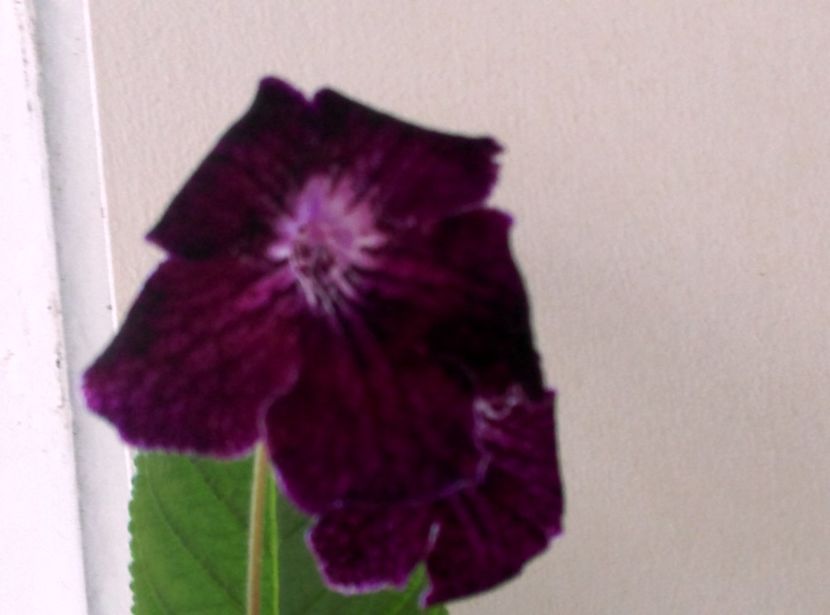  - streptocarpusi 2017