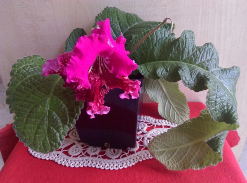  - streptocarpusi 2017