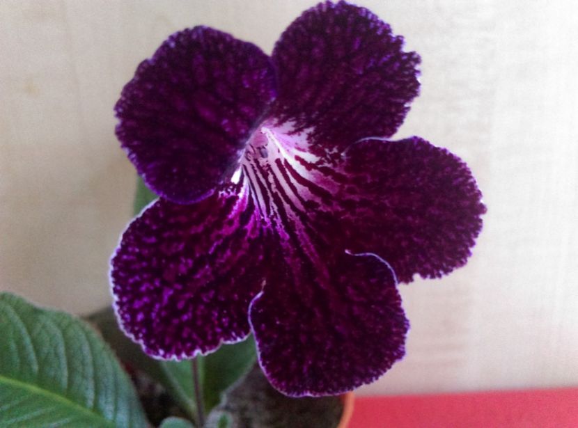  - streptocarpusi 2017