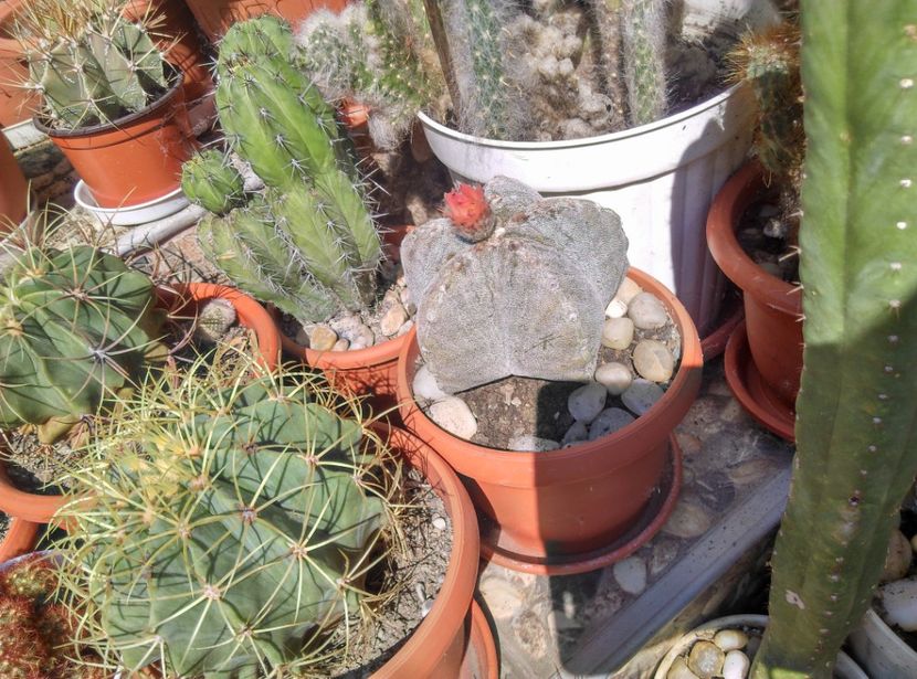  - Cactusi si suculente 2017