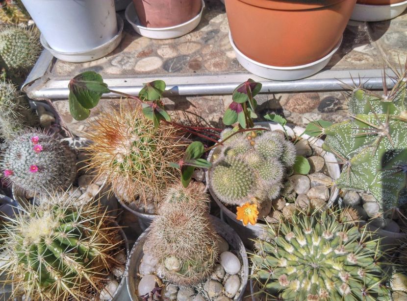  - Cactusi si suculente 2017