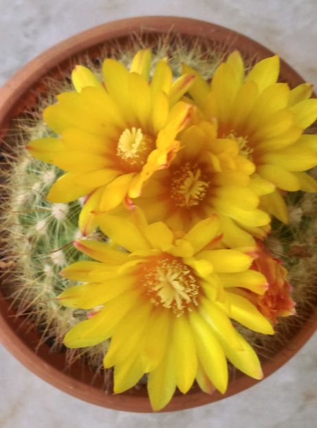  - Cactusi si suculente 2017