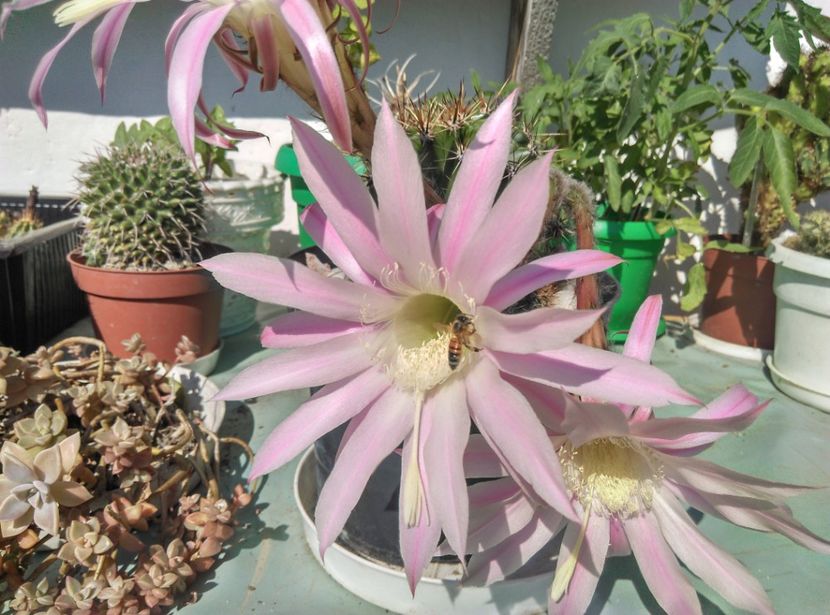  - Cactusi si suculente 2017