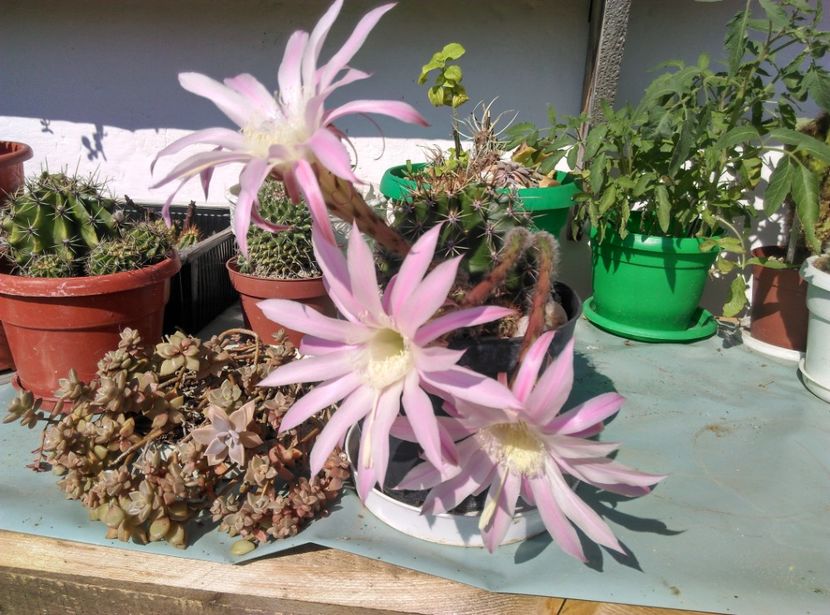  - Cactusi si suculente 2017