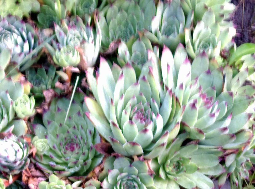  - Cactusi si suculente 2017