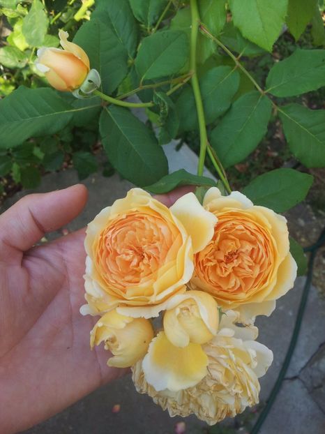  - Crown Princess Margareta