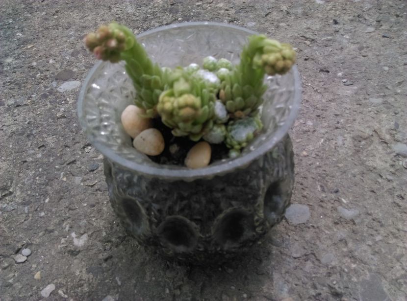  - Cactusi si suculente 2017