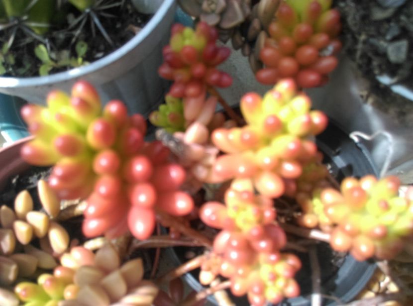  - Cactusi si suculente 2017