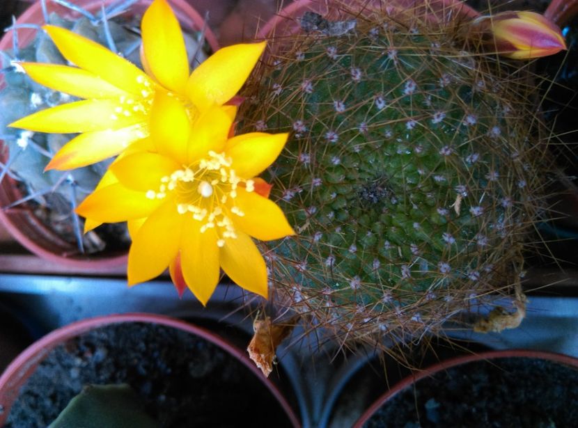  - Cactusi si suculente 2017