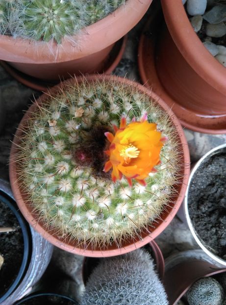  - Cactusi si suculente 2017