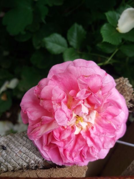  - Christopher marlowe