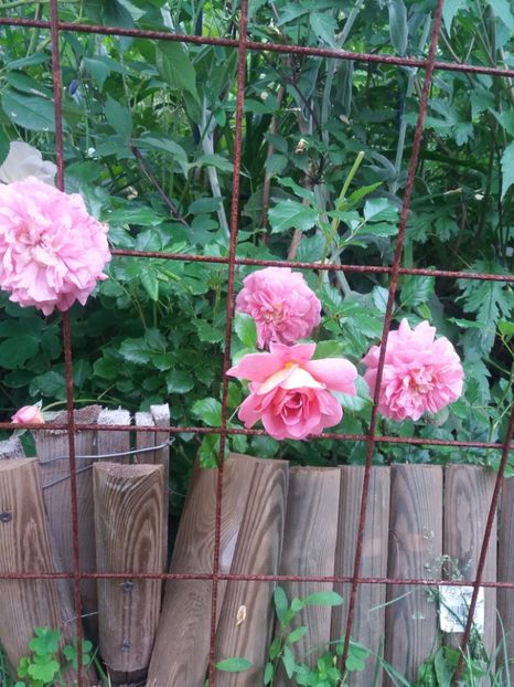  - Christopher marlowe