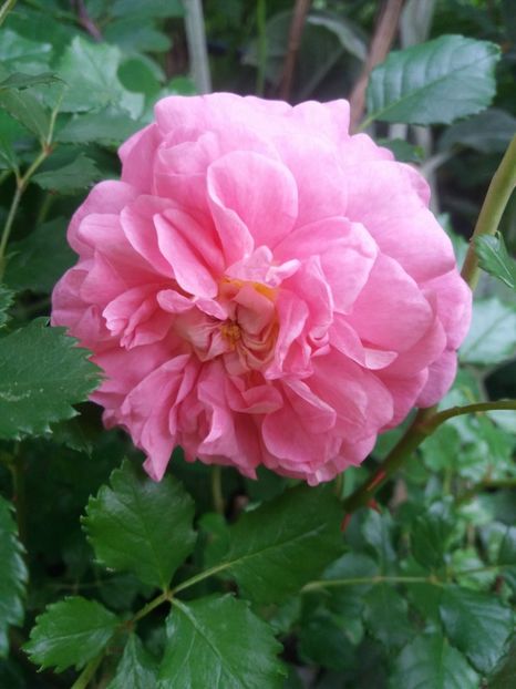  - Christopher marlowe