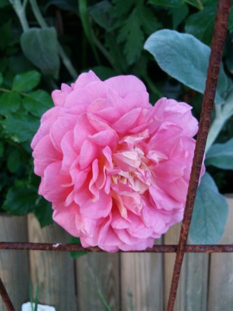  - Christopher marlowe