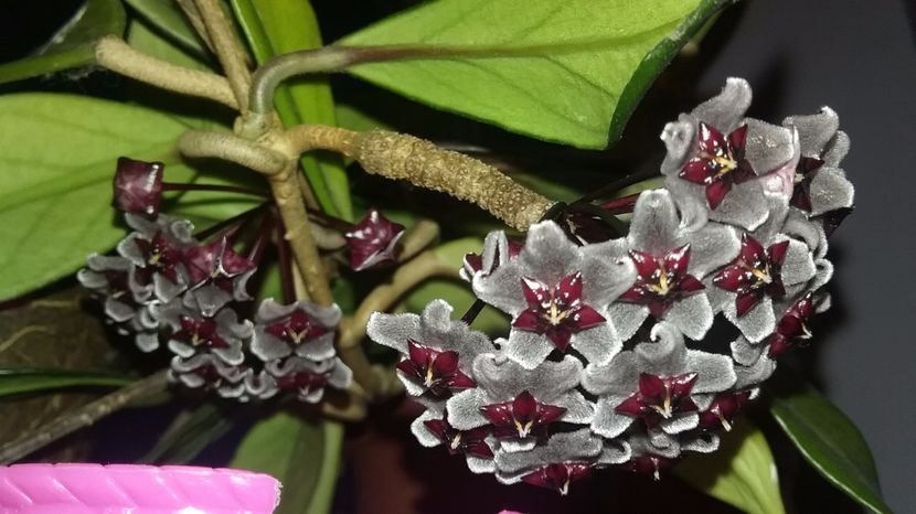 22.06.17 zHoya Red Plum - Hoya red plum pubicalix x carnosa
