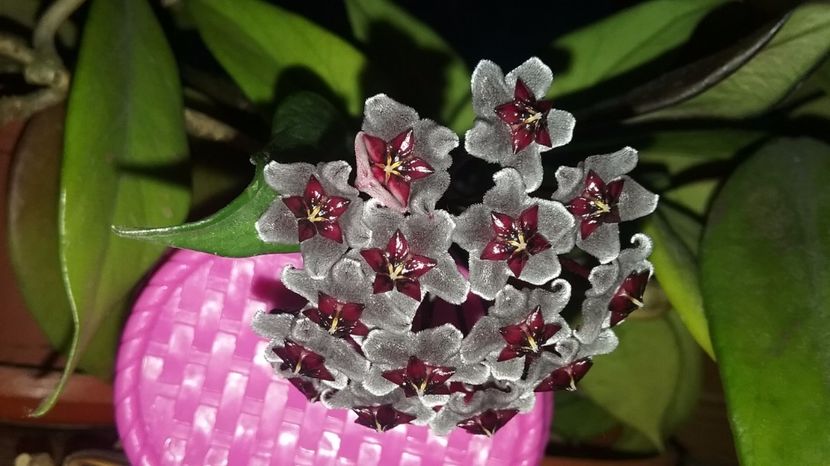 22.06.17 Hoya Red Plum - Hoya red plum pubicalix x carnosa