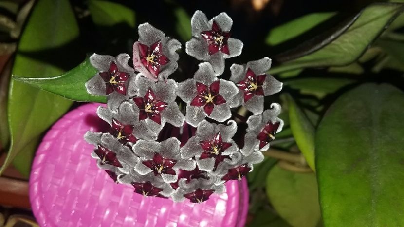 22.06.17 Hoya Red Plum - Hoya 2017