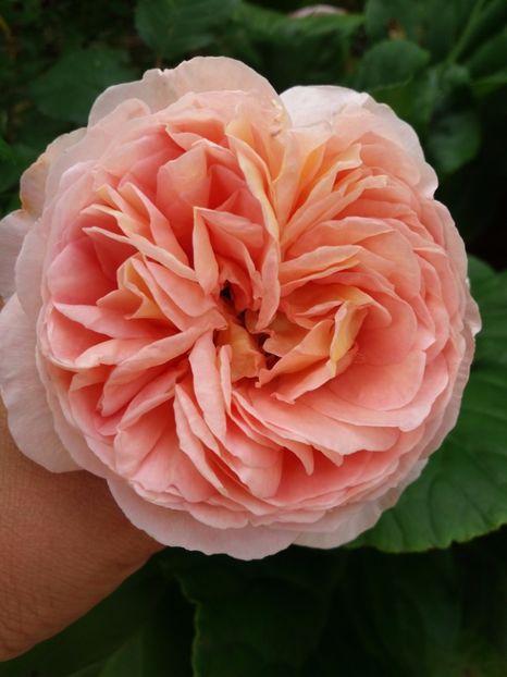  - Crown princess margareta