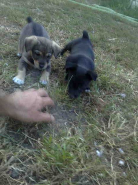 ancepem sa ne antrenam ca am crescut - Caini de sobolani-dihori-paza