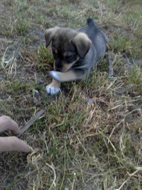  - Caini de sobolani-dihori-paza