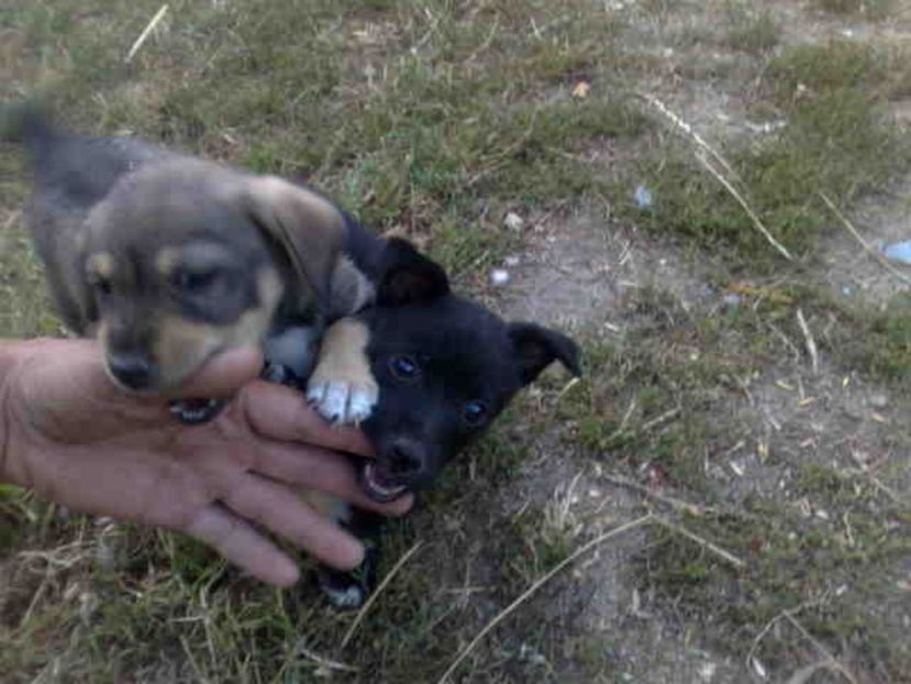  - Caini de sobolani-dihori-paza