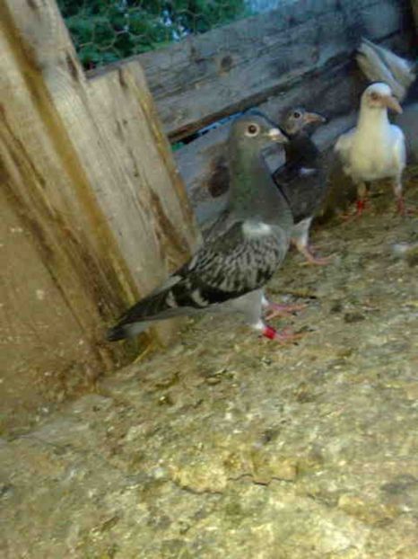 140 - X-Porumbei vinduti