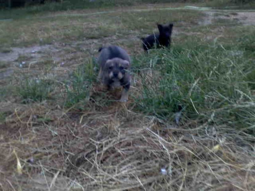  - Caini de sobolani-dihori-paza