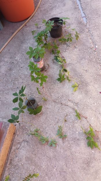 Partenocissus quinquefolia - 00 Plante 2018